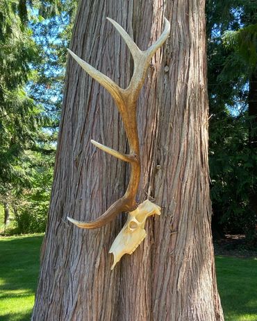 European mount, half elk skull