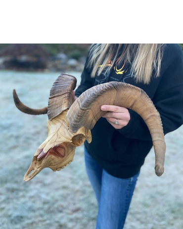 European  mount ram skull