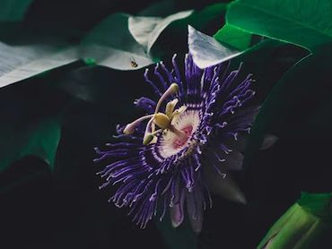 A captivating passion flower, symbolizing the enchanting botanicals we celebrate and incorporate int