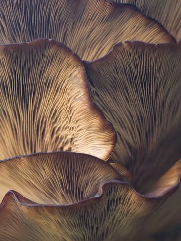 Vibrant and diverse medicinal mushrooms, symbolize our strong support for mushroom-assisted therapie