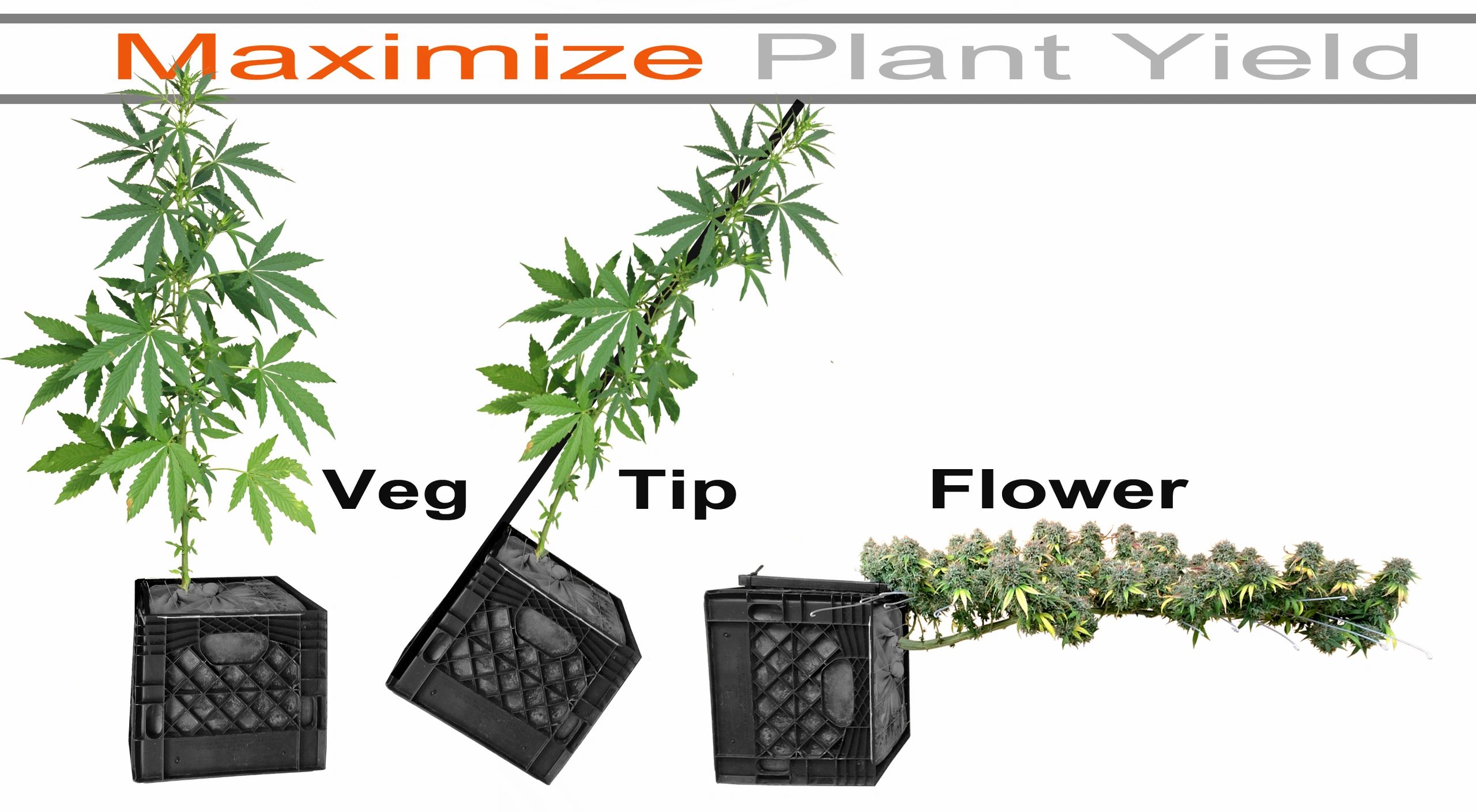 best way to grow cannabis scrog tippot big buds milk crate garden marijuana hemp flower trellis pot