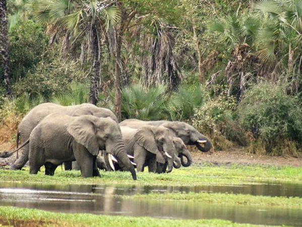 Gorongosa National Park