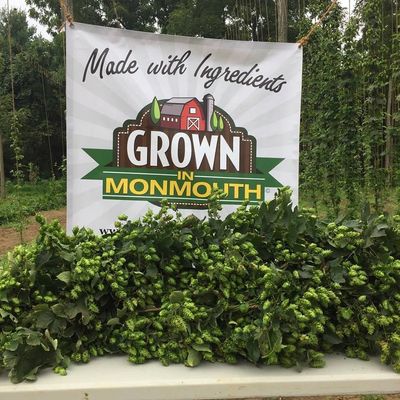 Hop Harvest Fest at The Fir Farm in Colts Neck NJ. FirFarmHops are Grown In Monmouth and JerseyFresh