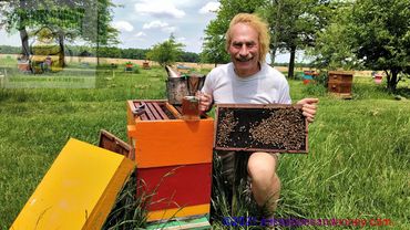 Gentle bees and a cold beer! Note; NO bee veil or astronaut type bee suit! Genetic selection result