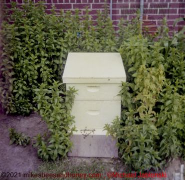 My first bee colony! April, 1973 the start of Mikes Bees and Honey!