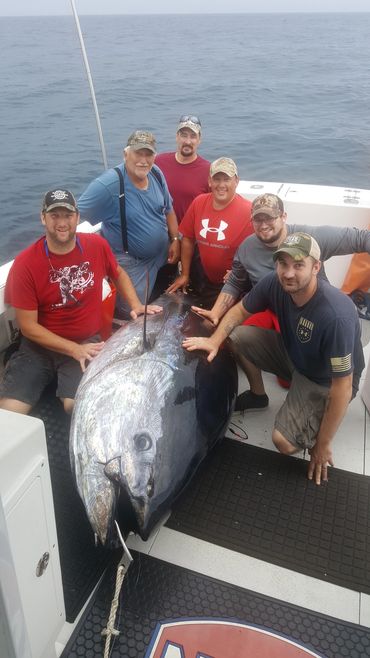 960 Giant Bluefin Tuna caught off Gloucester MA.