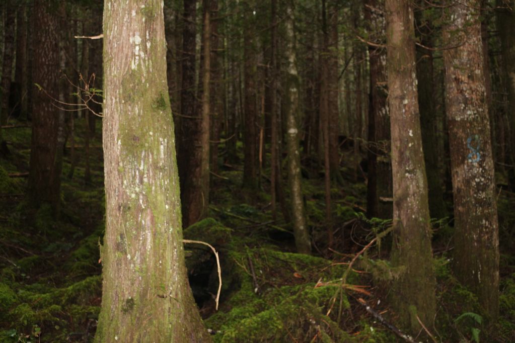 Dense forest with moss-covered ground and tall trees.