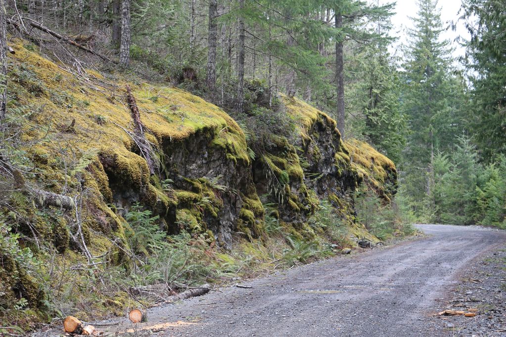 A moss-covered rocky cliff beside a forest dirt road.