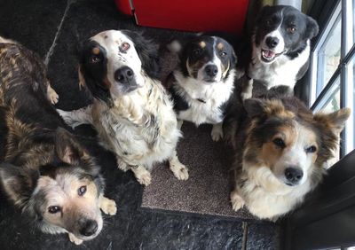 Image of 5 of Grace's dogs looking up at her.