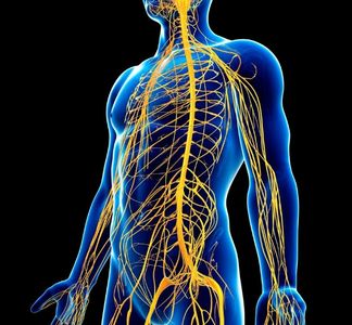 nerves in the body
