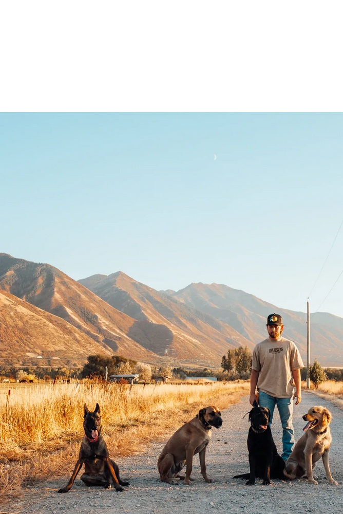 Bird dog training in Utah at Working Dog Kennels, LLC, showing a trainer working multiple dog