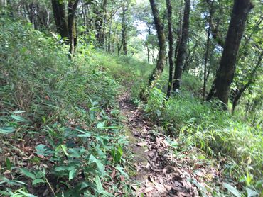 Jungle trek in the Mae Taeng Highlands, Thailand