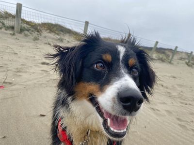 Mini Australian Shepard at the beach
