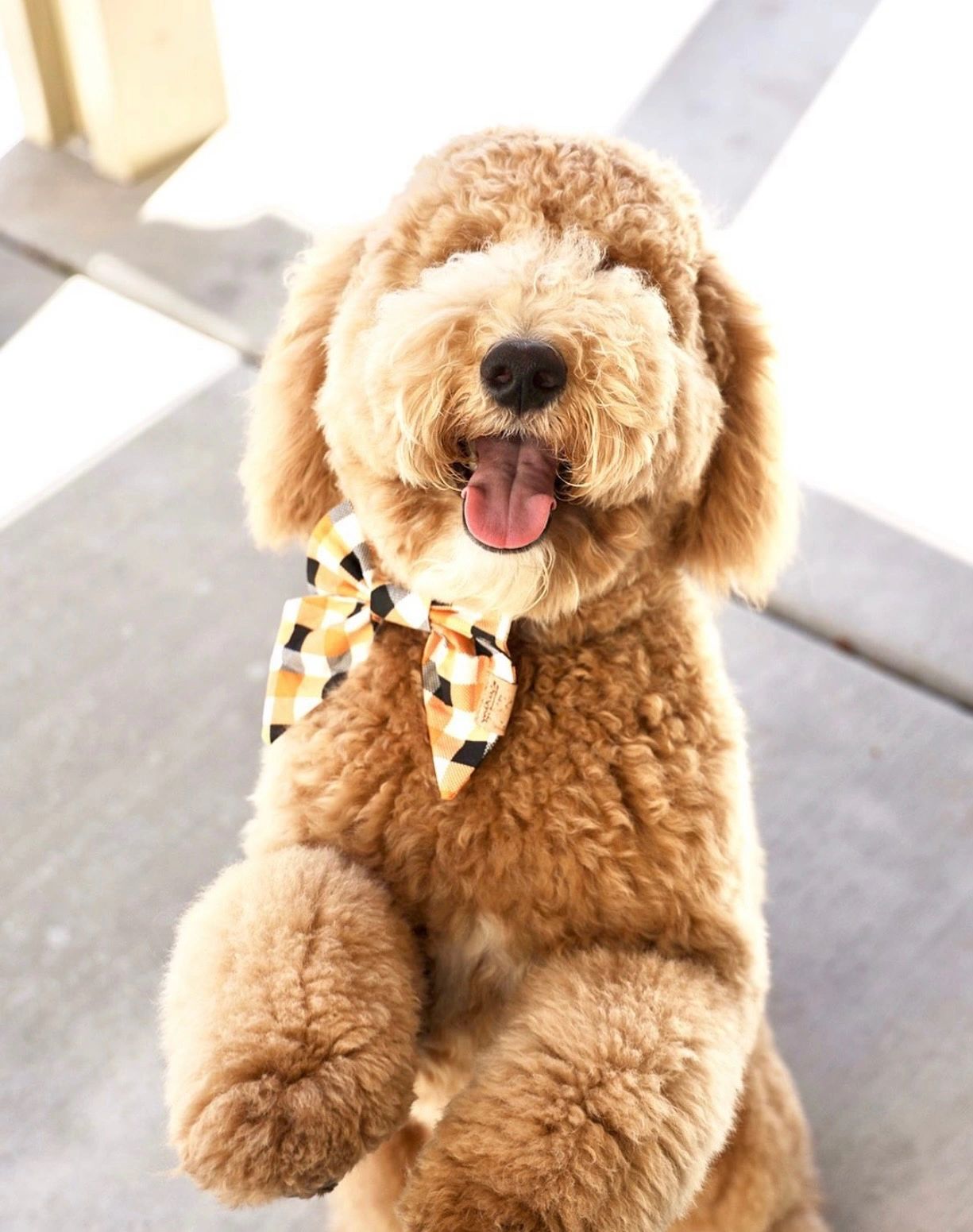 alt="Handsome Goldendoodle pup Miles  Sitting Pretty instead of leash pulling during Dog Training"