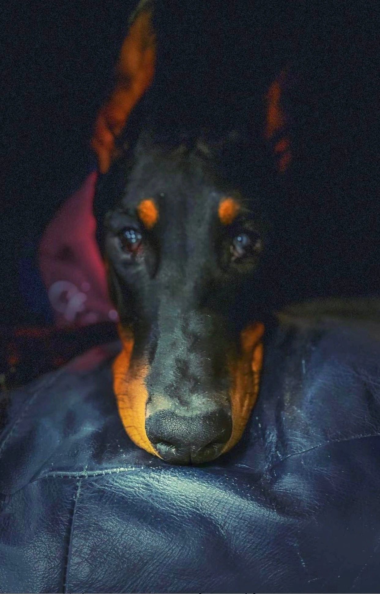 alt="Harley showing us her new calm self during a True Training 101 Dog Training session"