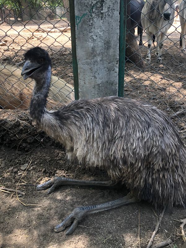 emu, julie, Rescue, shelter, suffering, farming, breeding, animals, animal-welfare, animal-rights
