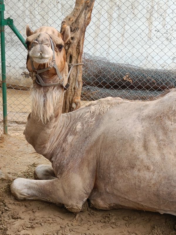 magru, camel, Rescue, tourism industry, companionship, animals, animal-welfare, animal-rights
