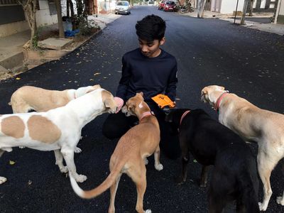 Dogs collared with Reflective Collars in Bangalore during Voiceless India's Reflective Collar Drive.