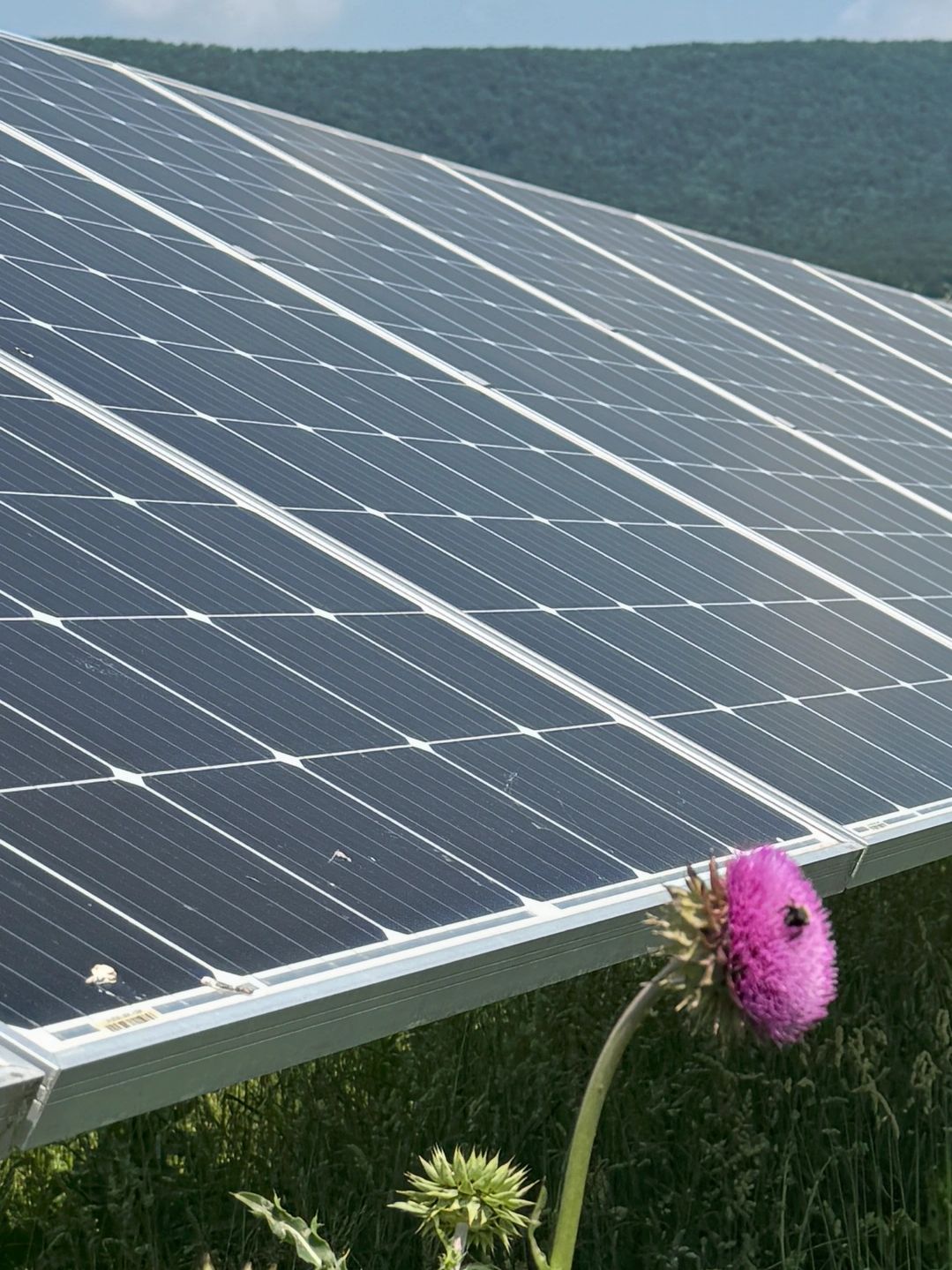 Solar panels in a grassy field with blooming thistle flowers and a bee.