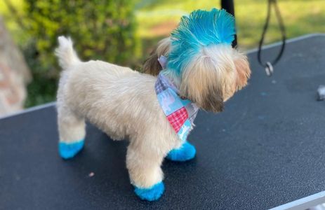 Small dog with blue-dyed fur on paws and head, wearing a patterned bandana.