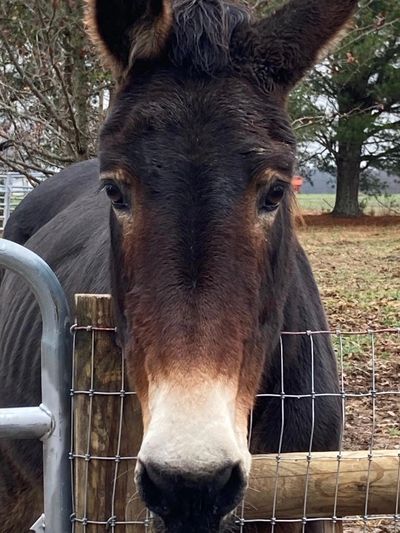 This is Daisy the donkey. Ellie does Animal Communication with all animals.