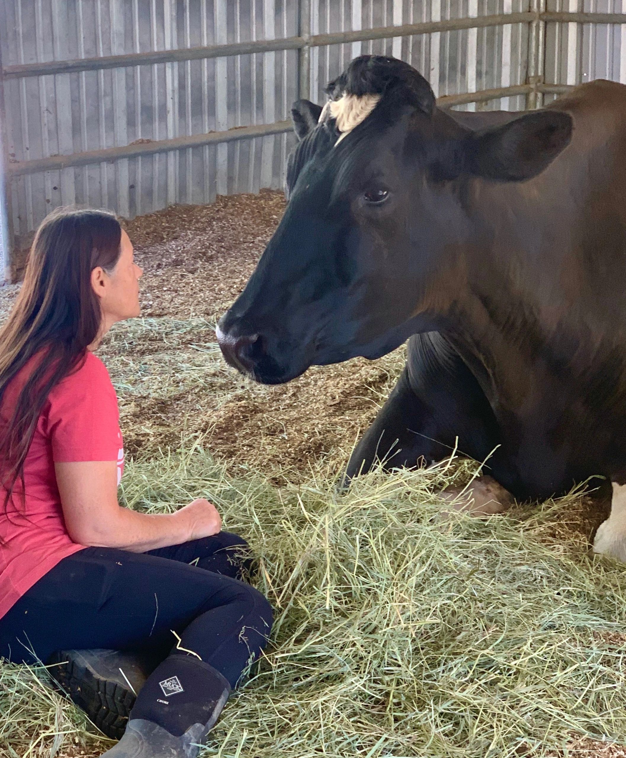 This is Ellie doing Animal Communication with her cow Forgiveness. Look at his connection!