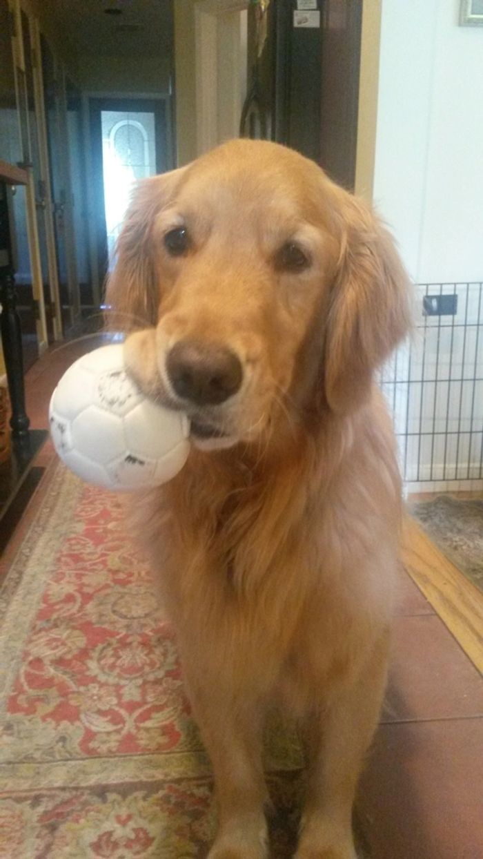 A dog who has received dog training in Bergen County, NJ