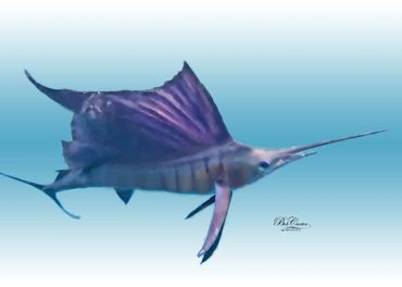 D6-Sailfish