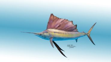 D5-Sailfish