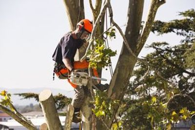 tree removal in Meridian Idaho