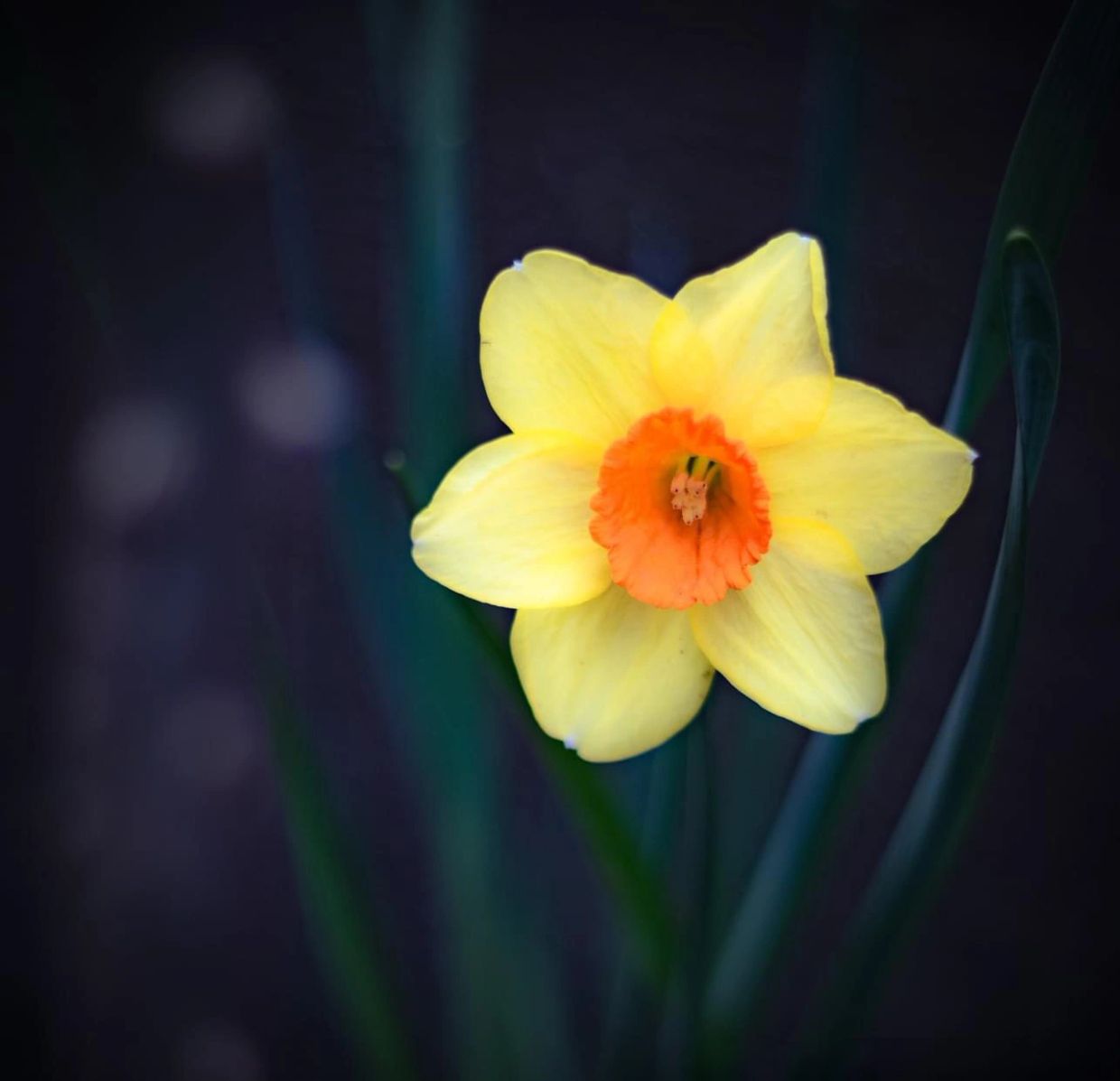 Close up of a Daffodil flower with bokeh taken by Tonya Brisson BrissonImagery.com