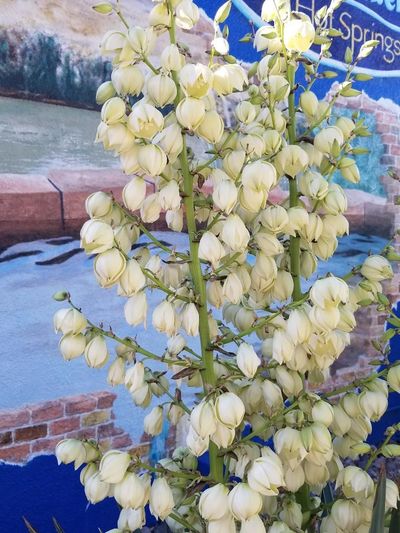 Yucca in bloom
