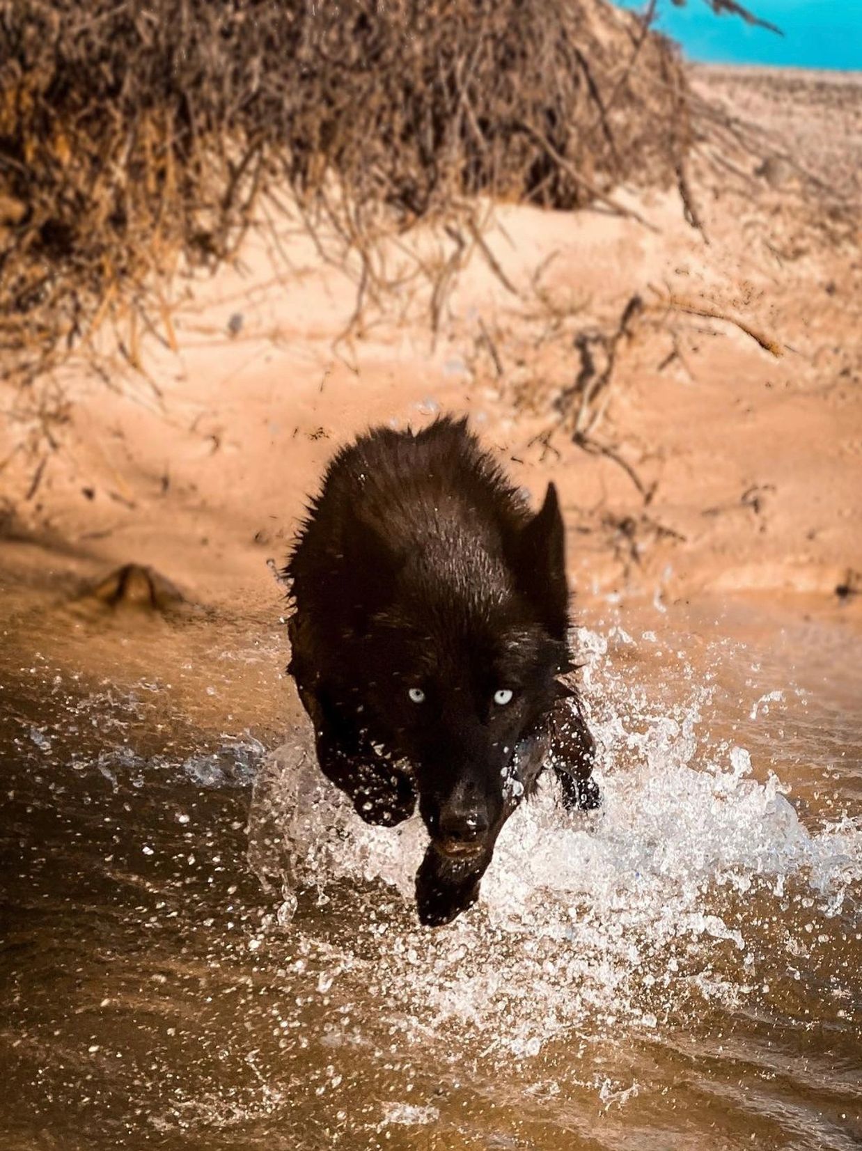 Australian Wolfalike Dog 