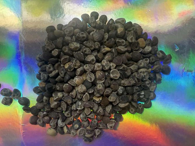 A pile of small, dark, round seeds on a shiny, colorful surface.