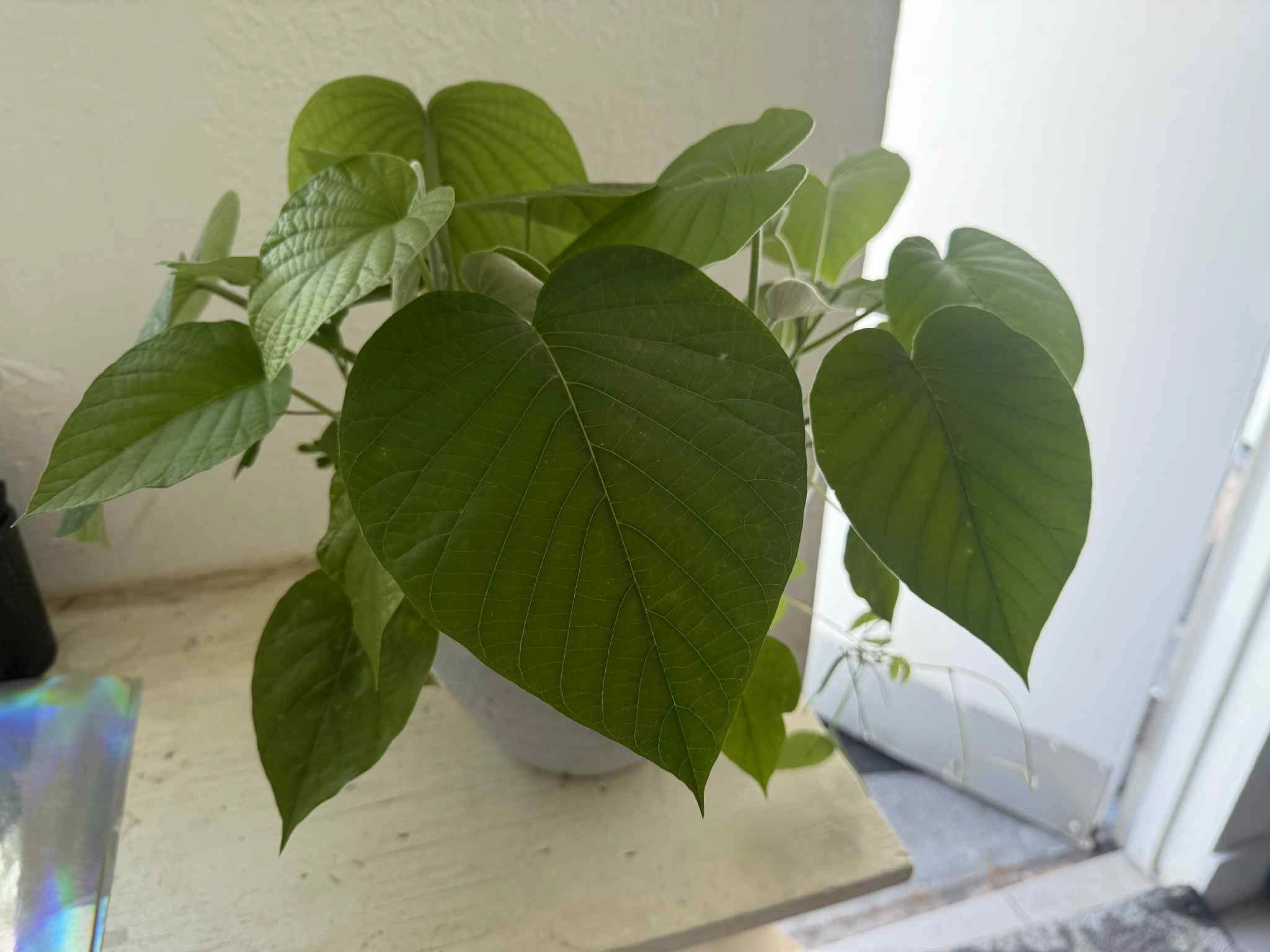 A potted plant with large, heart-shaped green leaves on a white surface.