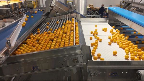 sorting oranges