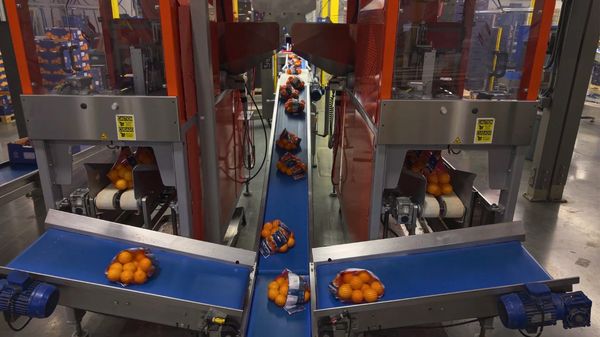 oranges being packed