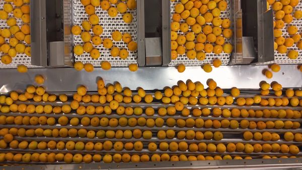 oranges being sorted