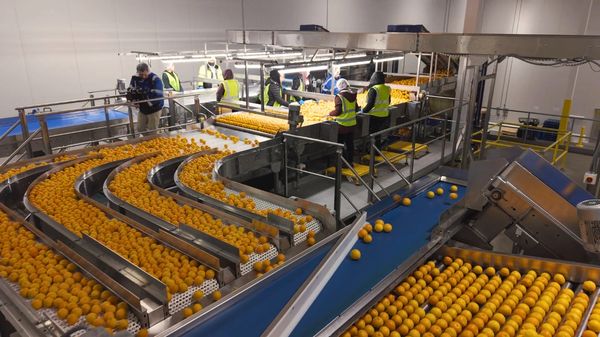 oranges on sorting line