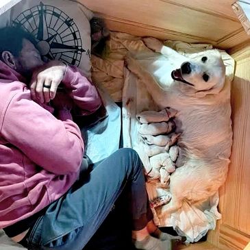 Man lying beside a mother dog nursing her puppies in a wooden box.