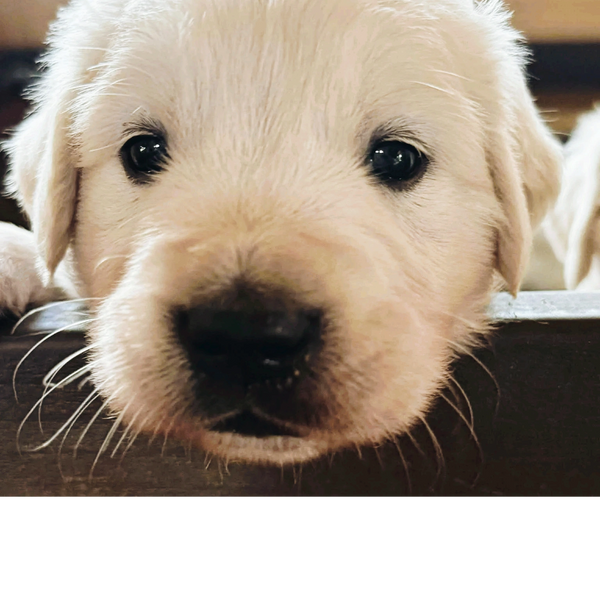 One of our male pups