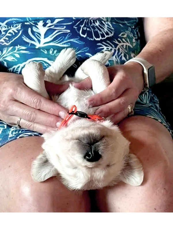 An example of the temperament of our pups and love we give them.