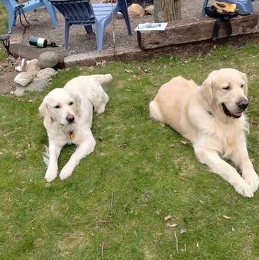 Two golden retrievers lying on the grass in a backyard.