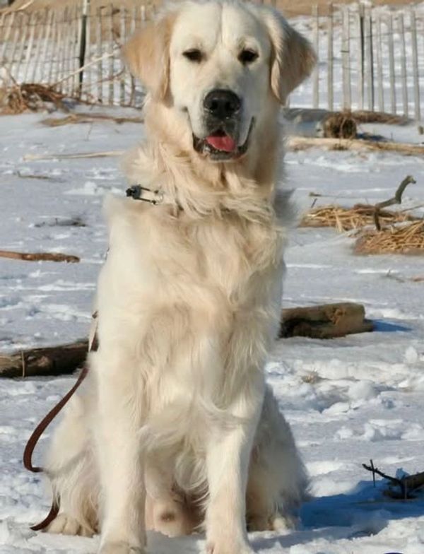 Sire, Tequila. He's imported from Ukraine and has the sweetest temperament. He's a service dog and g