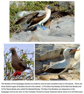 Boobies of Galapagos! HAhahaha