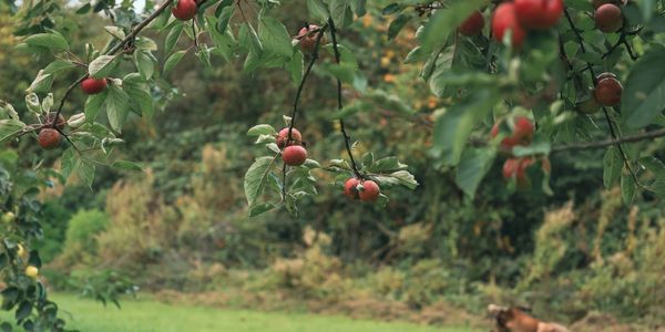 Red apples hanging on tree branches in a green orchard.
