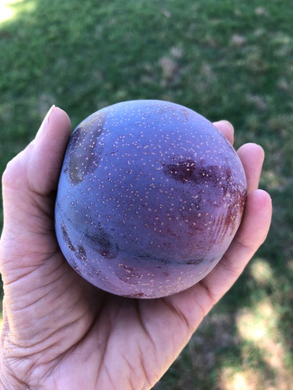 Person holding freshly picked plum.