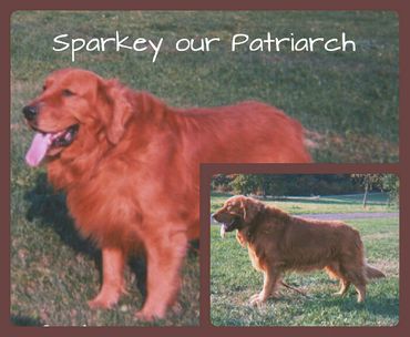 Golden retriever named Sparkey standing on grass
