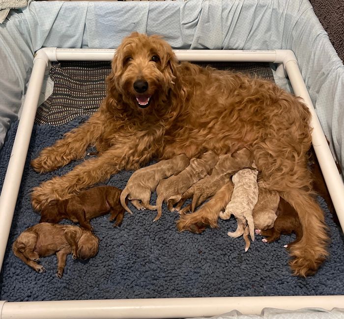 Golden dog with her puppies