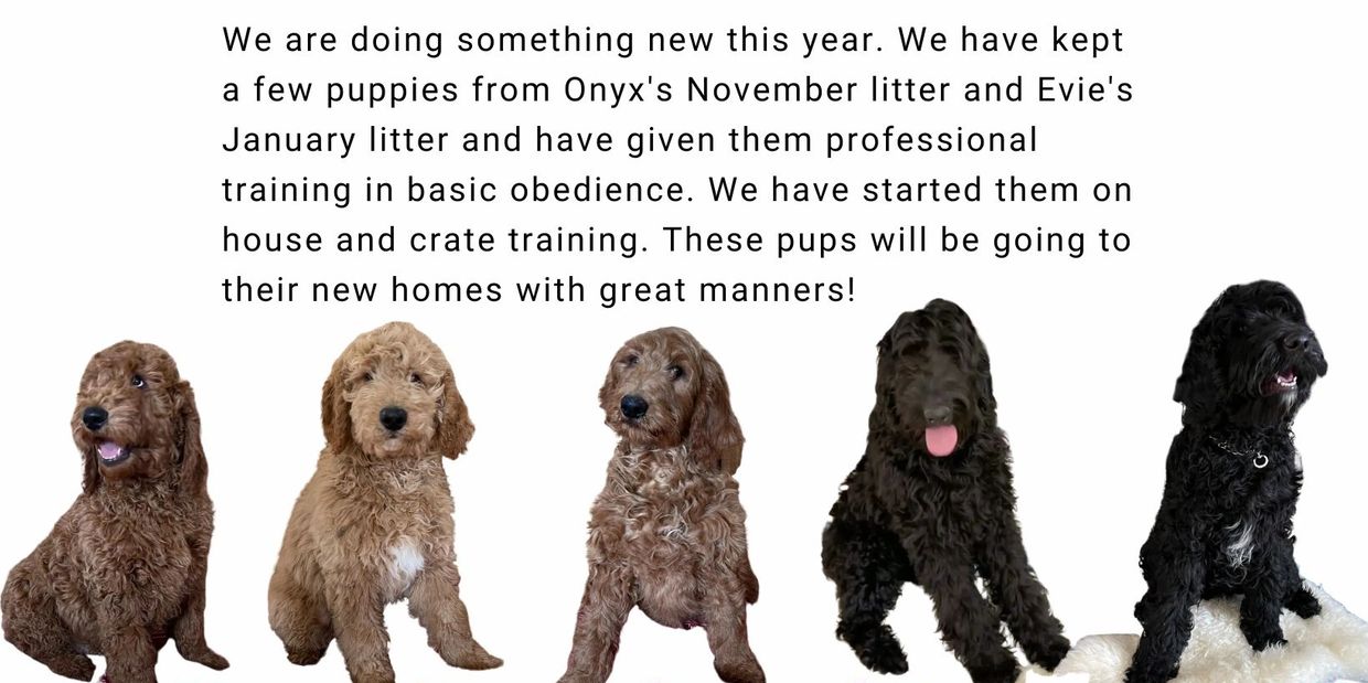 Our puppies have different degree’s of training.  
$1,800 is basic 
